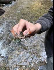 Pacifastacus leniusculus