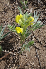 Thermopsis mongolica