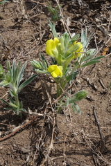 Thermopsis mongolica