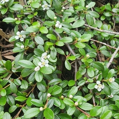 Cotoneaster dammeri