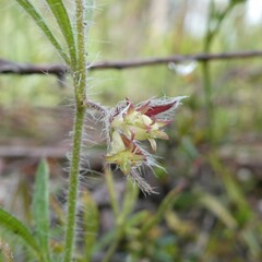 Xanthosia huegelii