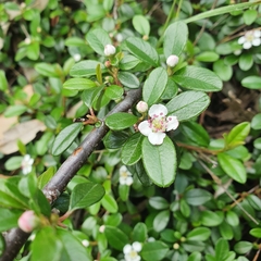 Cotoneaster dammeri