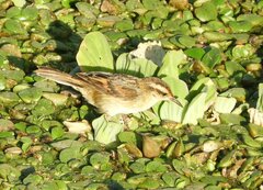 Phleocryptes melanops