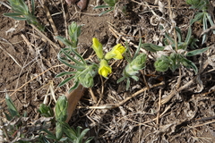 Thermopsis mongolica