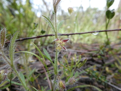 Xanthosia huegelii