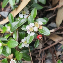 Cotoneaster dammeri