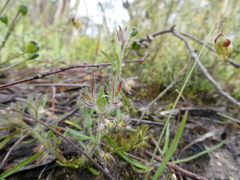 Xanthosia huegelii