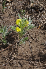 Thermopsis mongolica