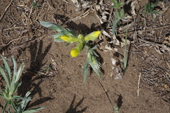 Thermopsis mongolica