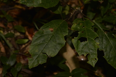 Clerodendrum tomentosum