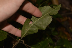 Clerodendrum tomentosum