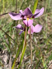 Diuris punctata