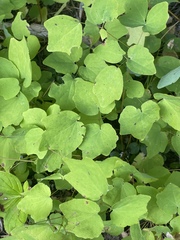 Vancouveria hexandra