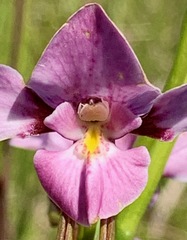 Diuris punctata