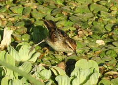 Phleocryptes melanops