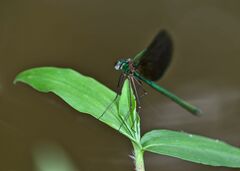 Neurobasis chinensis