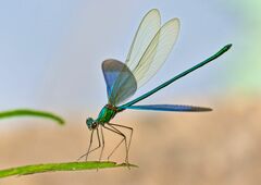 Neurobasis chinensis