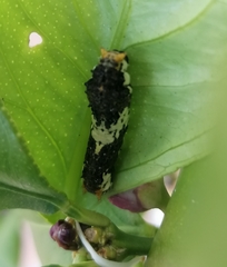 Papilio demodocus demodocus