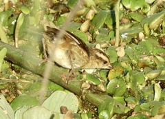 Phleocryptes melanops