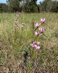 Diuris punctata