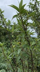 Boehmeria densiflora