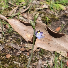 Thelymitra pauciflora