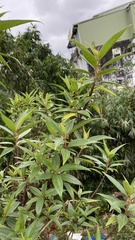 Boehmeria densiflora