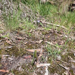 Thelymitra pauciflora