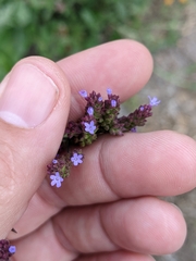 Verbena litoralis