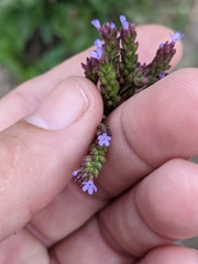Verbena litoralis