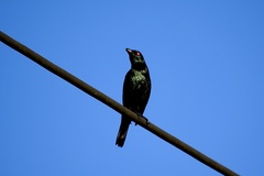 Aplonis panayensis eustathis