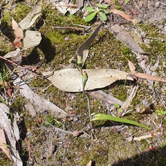Thelymitra pauciflora