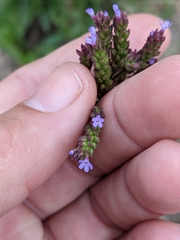 Verbena litoralis