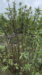 Boehmeria densiflora