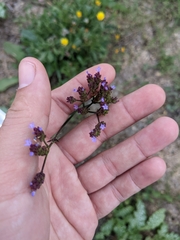 Verbena litoralis