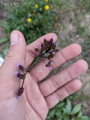 Verbena litoralis