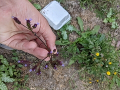 Verbena litoralis