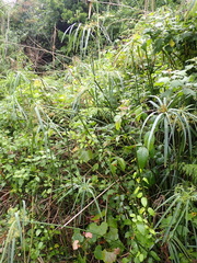 Cyperus textilis