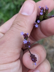 Verbena litoralis