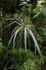 Cyperus textilis
