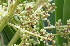 Tetragonula carbonaria