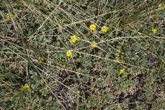 Potentilla acaulis