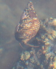 Pagurus granosimanus