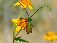 Deltaspis auromarginata