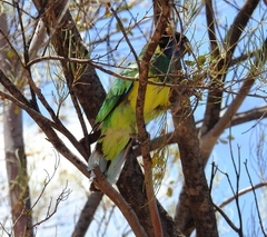 Barnardius zonarius zonarius