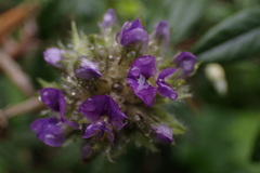 Psoralea sericea