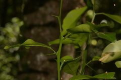 Citrus