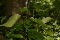 Citrus