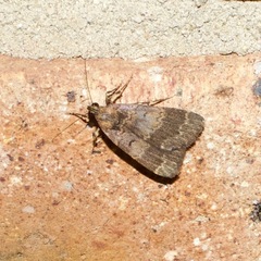 Hydrillodes funestalis