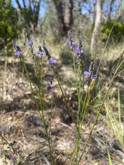Comesperma calymega